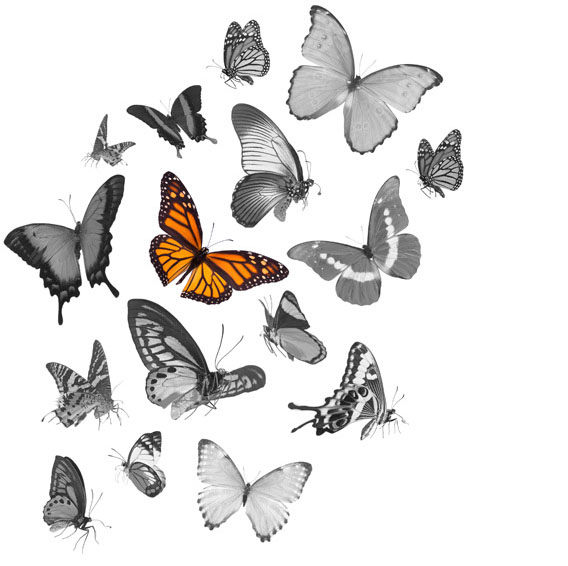 MixedButterflies