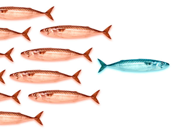 fish_450